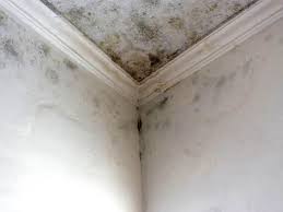 Mold Removal for HVAC Installations